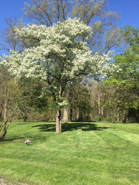 Spring 2