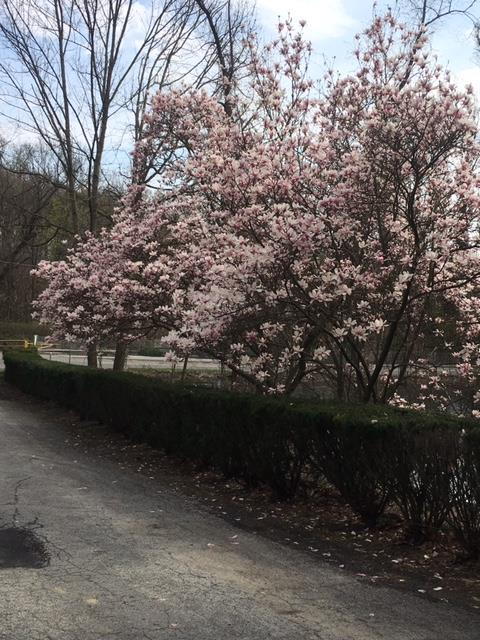 flowering-tree